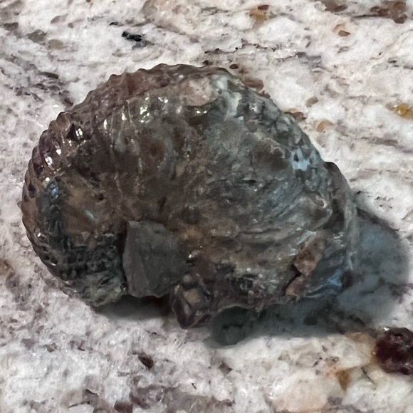 Ammonite, fossil, craft fossil, natural ammonite fossil, ammonite specimen. - Picture 3 of 9